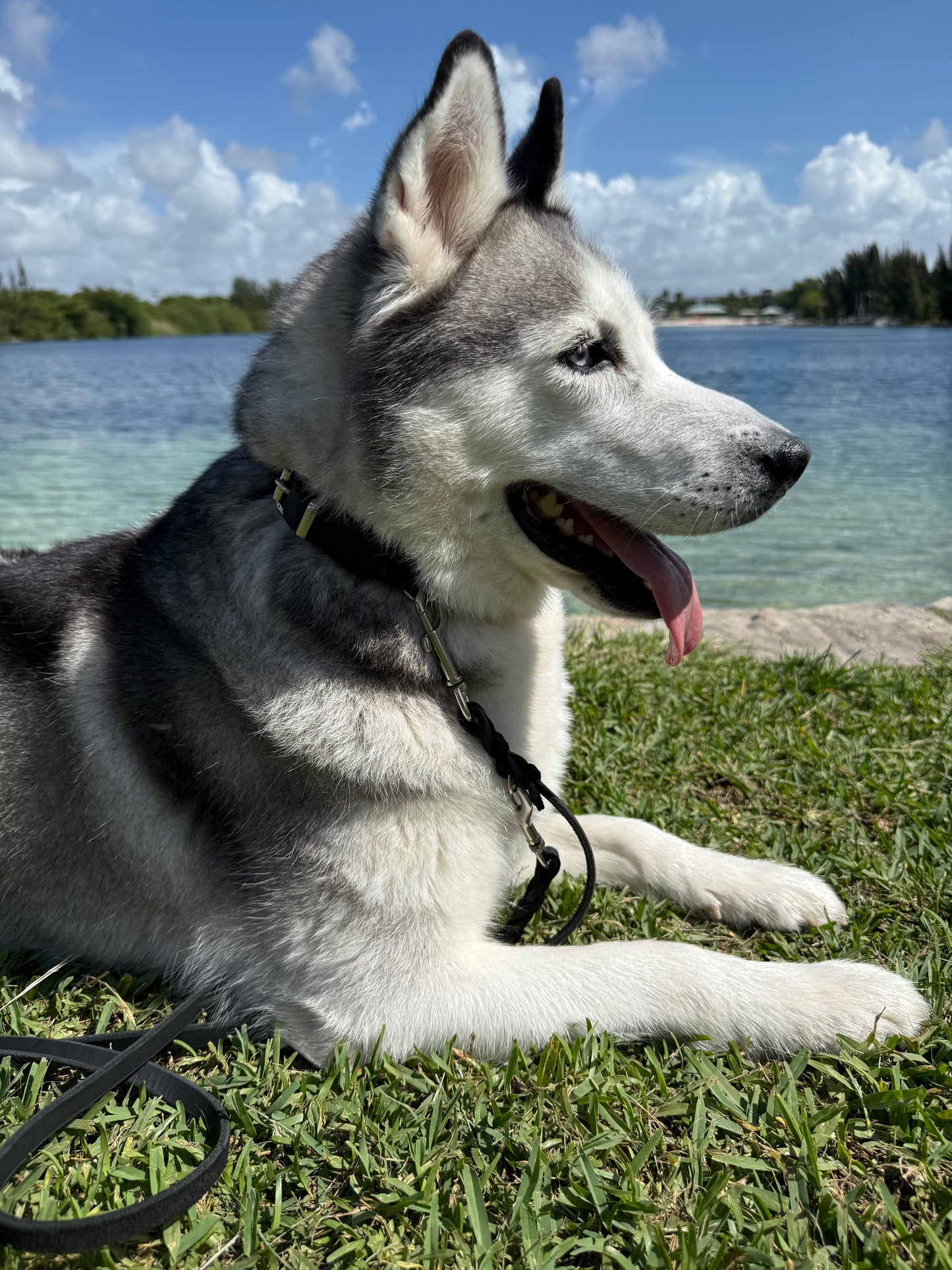 Twist Adjustable Leash